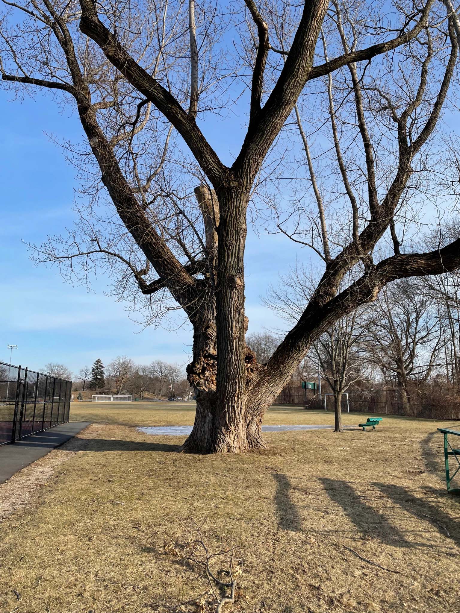 lewis monk poplar