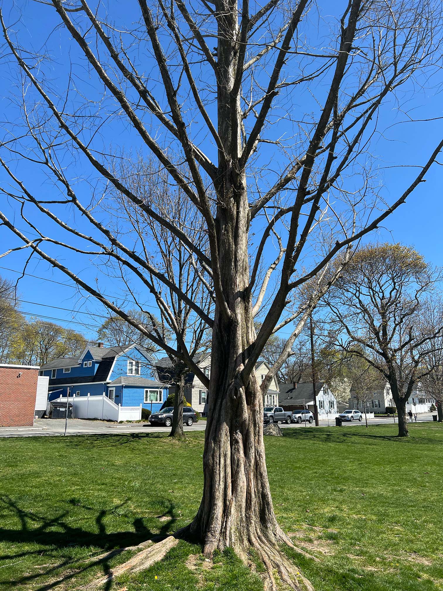 dawn redwood tree