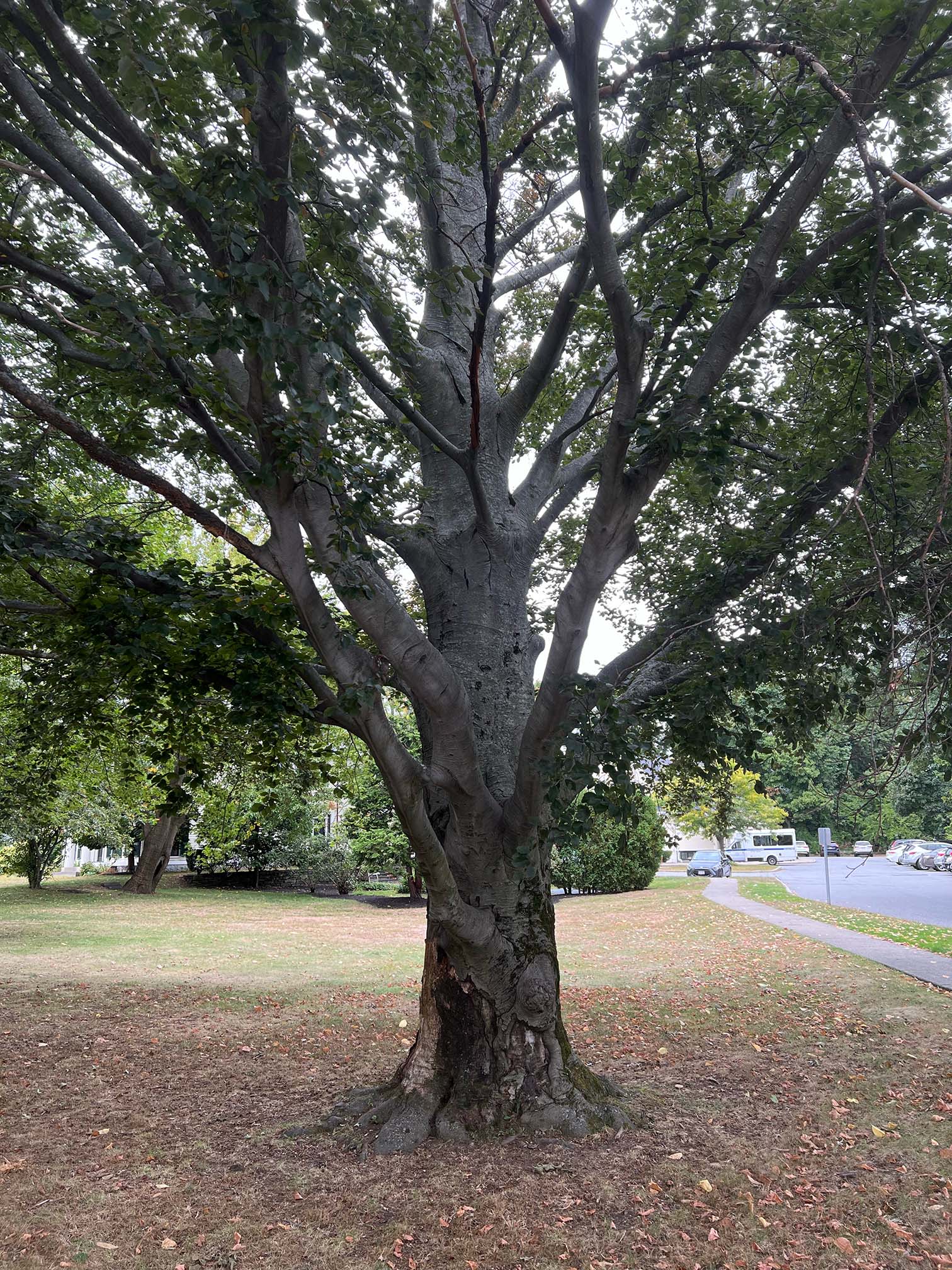 beebe beech